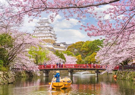 Hanami En Jap N Comienza Antes De Lo Esperado