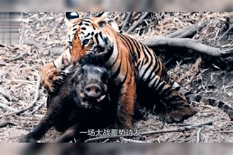 老虎伏击巨型野猪，一场生死大战即将开始？结局却出乎意料