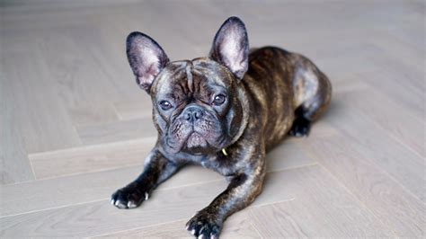 Brindle French Bulldogs Blue Black Reverse Lilac And More