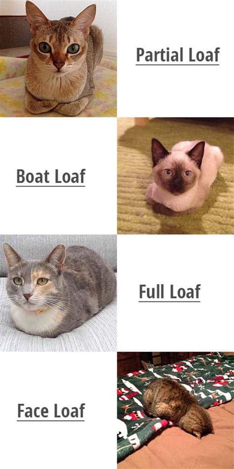 Why Do Cats Go Loaf Mode At Clara Craig Blog