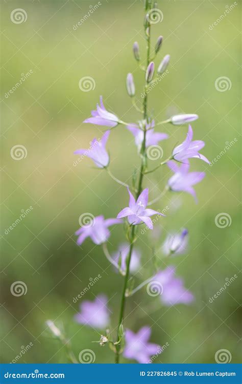 Rampion Bellflower Campanula Rapunculus A Pink Flowering Plant Stock