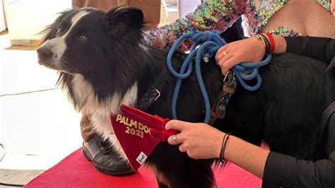 Messi El Border Collie Coronado Como El Mejor Actor Canino En