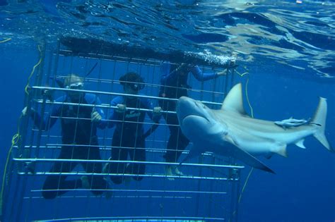 SHARK CAGE DIVING KZN IN DURBAN: Shark Cage Diving KZN