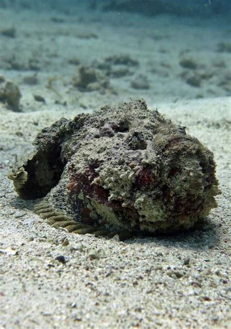 Stonefish are the most poisonous fish in the world. | Animals, Tarantula hawk, Incredible creatures