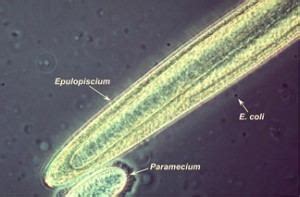 Epulopiscium fishelsoni - Alchetron, the free social encyclopedia