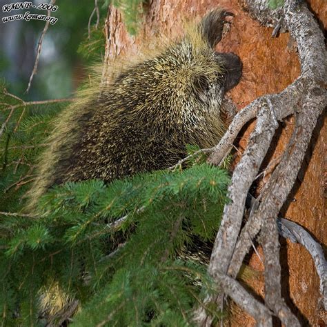 Rocky Mountain National Park Porcupine