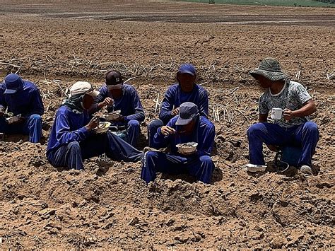 Negros S O Dos Resgatados Em Trabalho An Logo Escravid O Em