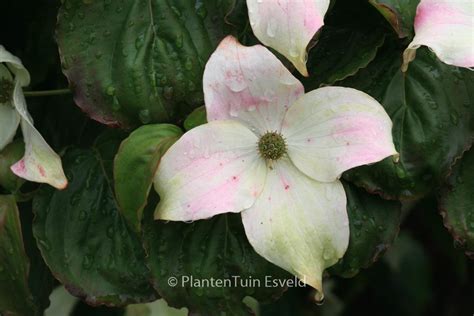 Cornus Kousa Ed Mezitt Plantentuin Esveld