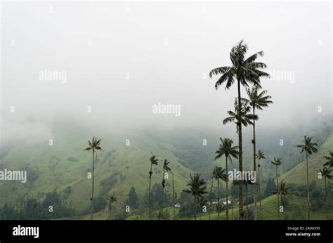 cocora valley beautiful foggy landscape  quindio wax palms