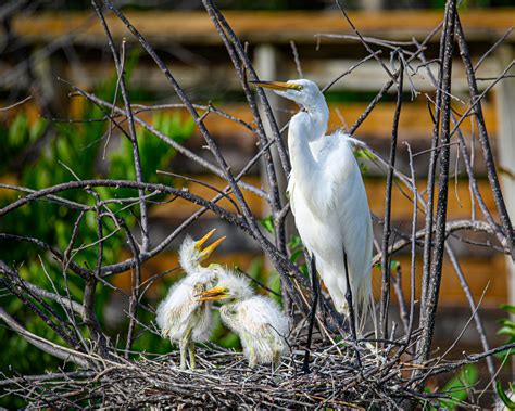 The Journey of Fledglings in the Avian World - Bird Buddy Blog