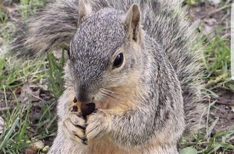 Azusa Pacific to change mascot to squirrels starting next academic year - ZU Media