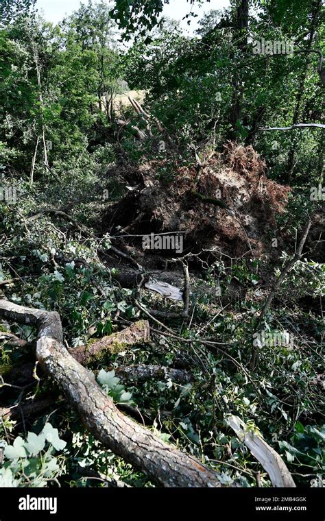 storm damage fallen trees uprooted trees fallen branches wind