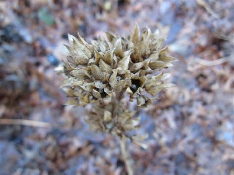 January | UW Medicinal Herb Garden Blog