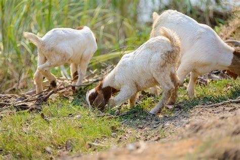 Premium Photo | Goats eating grass