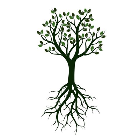 Tree With Roots And Green Leafs Vector Illustration Stock Vector