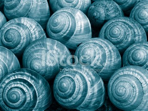 Blue Snail Shells Stock Photo Royalty Free Freeimages