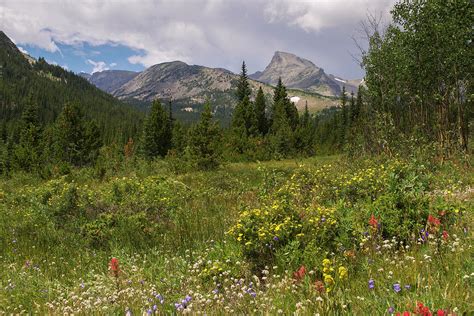 Wildflowers And The Sawtooth Photograph By Aaron Spong Pixels