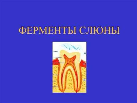 Биохимия слюны Слюна — это