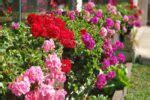 Follow These 6 Steps To Propagate Geraniums NOW For More Stunning Blossoms The Next Season