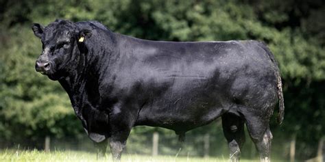 Top 10 Biggest Cow Breeds in the World: Largest Cow Breeds