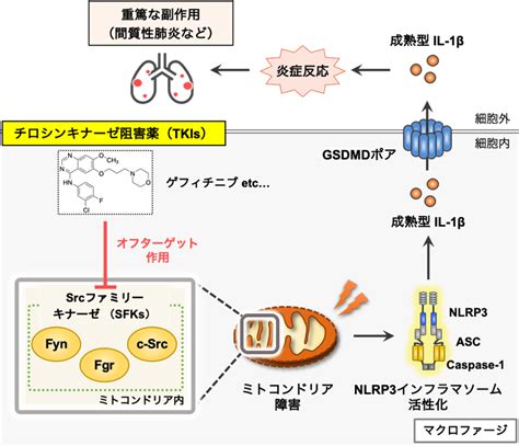 チロシンキナーゼ阻害剤の作用機序