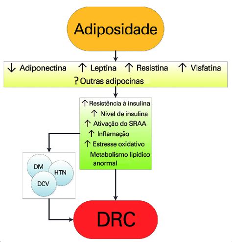 Poss Veis Mecanismos De A O Pelos Quais Obesidade Causa Doen A Renal