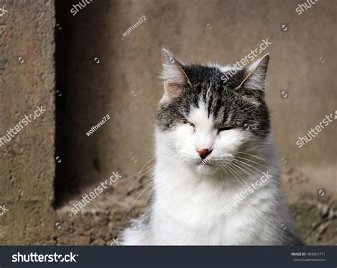 Cat Infected Feline Herpesvirus Feline Viral Stock Photo 484054711