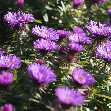 Aster Novae Angliae Purple Dome Raublattaster Online Kaufen Bei Blumixx