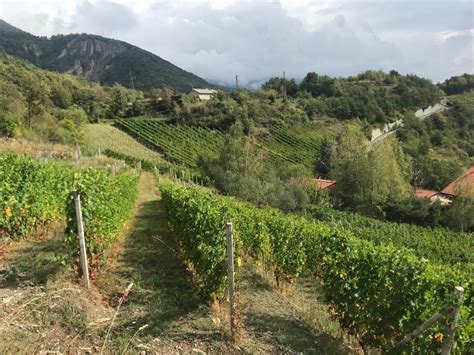 Nasce L Elenco Regionale Dei Vigneti Eroici E Storici Del Piemonte