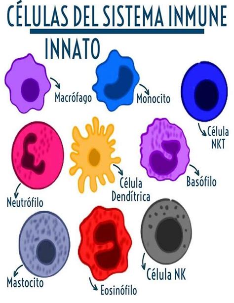 C Lulas Del Sistema Inmune Innato Fraii Udocz