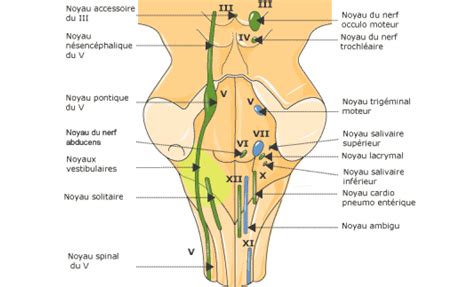 Le système nerveux