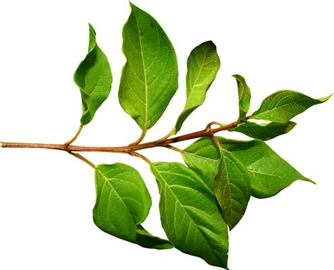 leaf branch png   cliparts  images  clipground