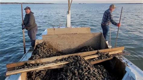 Shaft Tonging Seed Oysters On The James River With Ian Jerry And Johnny Youtube