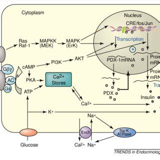 Pdf Glp Inhibition Of Pancreatic Islet Cell Apoptosis