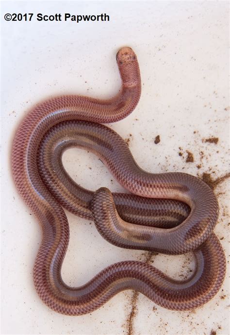 Blackish Blind Snake Anilios Nigrescens