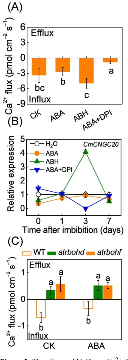 Figure 2 From H2O2 And Ca2 Signaling Crosstalk Counteracts ABA To