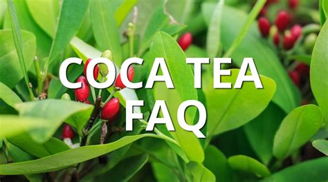 COCA TEA FAQ - Coca Tea Express | Coca Leaf Tea USA & Australia