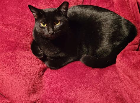 126 best Semi Feral images on Pholder | Feral Cats, Aww and Politecats