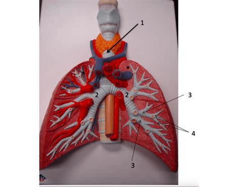 Inside The Lung Quiz