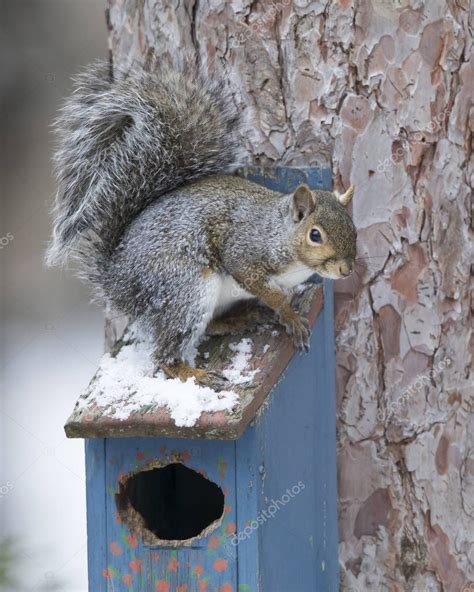 Ardilla Gris Oriental Sciurus Carolinensis Sentada En La Cima De Una