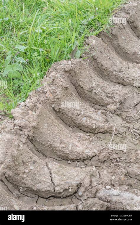 Heavy Duty Tractor Tyre Tracks In Drying Muddy Field Entrance Metaphor