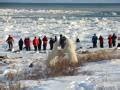 Churchill Wild - Polar Bear Viewing | Travel Manitoba