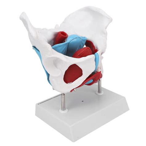 Big Sale Pelvic Floor Anatomy Model Removable Colored Female Pelvis