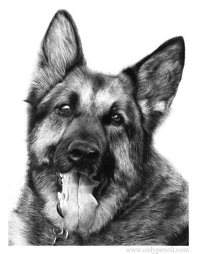 22 best images about Pencil Drawings of dogs on Pinterest | Pencil drawings, Dog drawings and ...