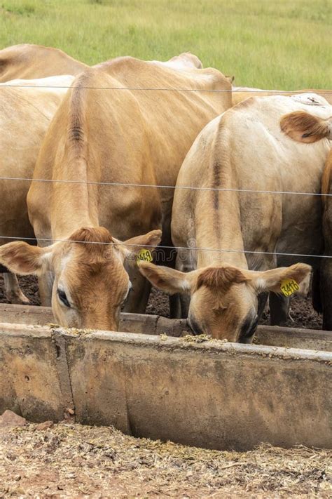 Herd Of Jersey Dairy Cattle In The Confinement Of A Dairy Farm Stock