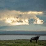 Ngorongoro Krater in Tansania Safaris Reiseführer