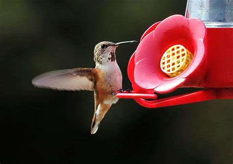 Hummingbird Migration: How Do They Know When to Go? – BWD Magazine