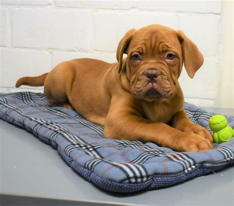 Dogue De Bordeaux Éleveur De Chiens Houssin Kuurne Chiots à Vendre