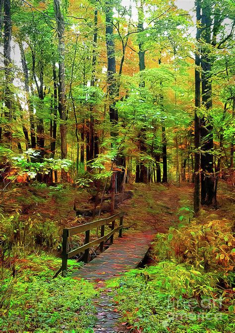 Forest Crossing Photograph By Cedric Hampton Fine Art America