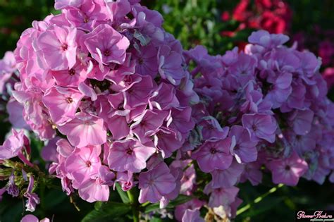 Купить Цветы Флоксы С Фото Сорт Актриса — Mixyfotos.ru